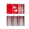 Koller mlečni sistem